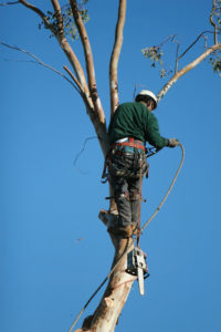 Hackettstown Dangerous Tree Removal