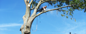 Tree pruning in New Jersey